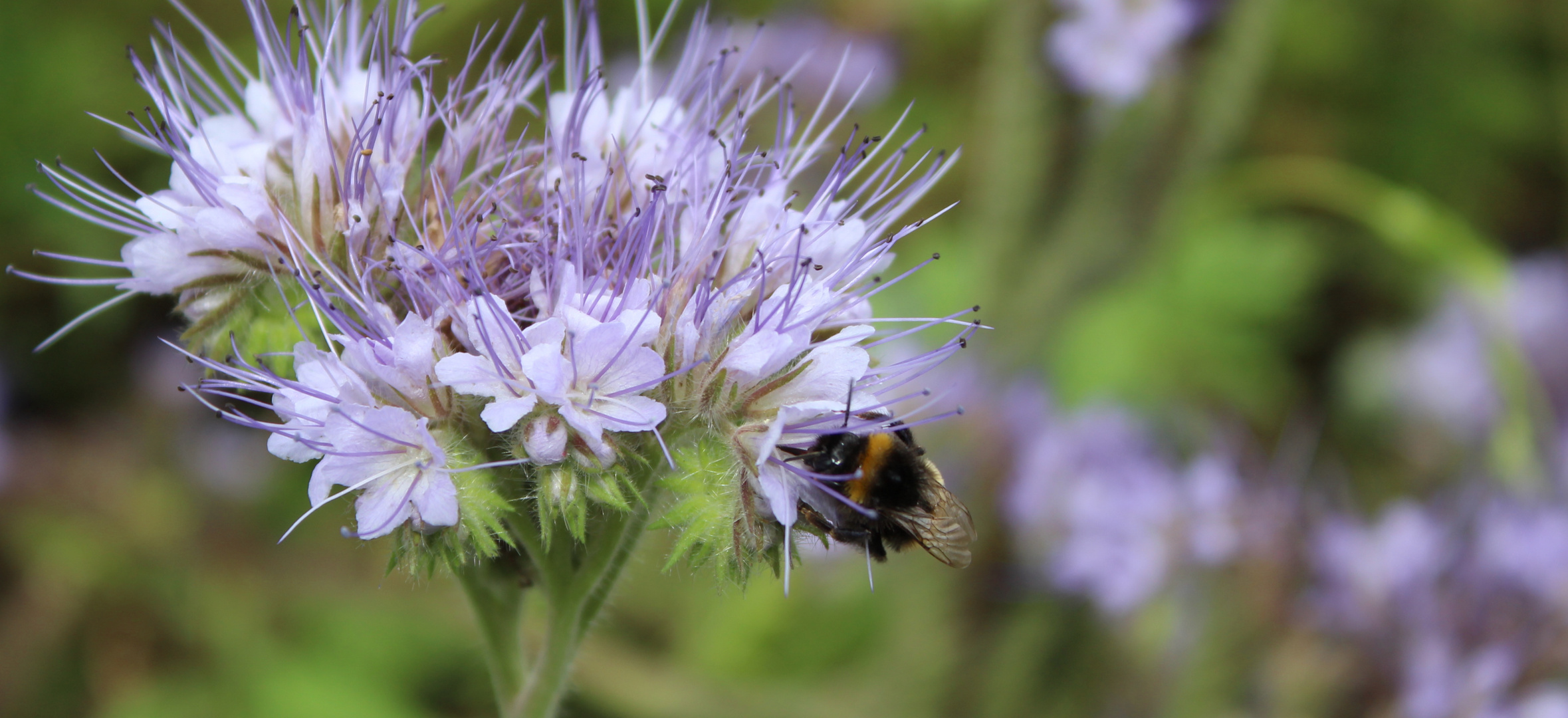 Der Hummel täglich Werk