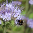 Der Hummel täglich Werk