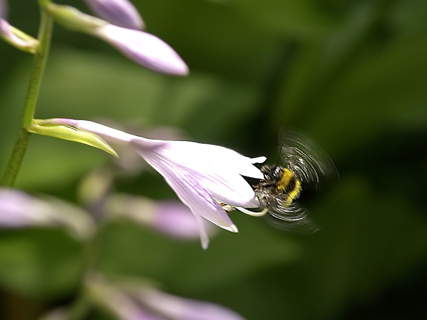 Der Hummelflug