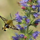 Der Hummelschwärmer (Hemaris fuciformis)