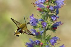 Der Hummelschwärmer (Hemaris fuciformis)