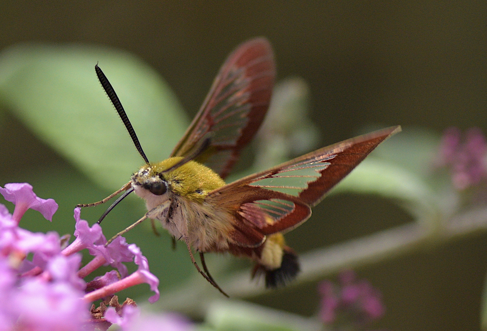 Der Hummelschwärmer - Hemaris fuciformis