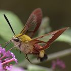 Der Hummelschwärmer - Hemaris fuciformis