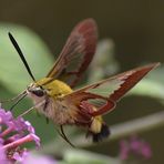 Der Hummelschwärmer - Hemaris fuciformis