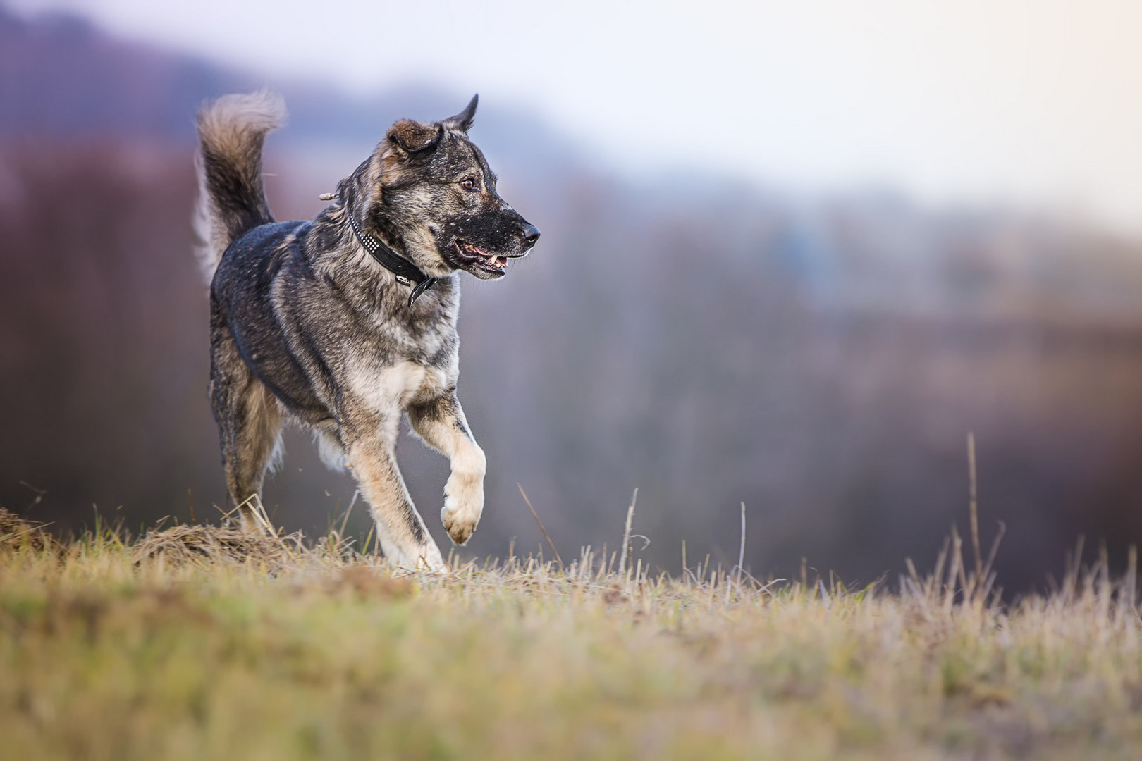 Der Hund Foto &amp; Bild hunde, natur, lächeln Bilder auf
