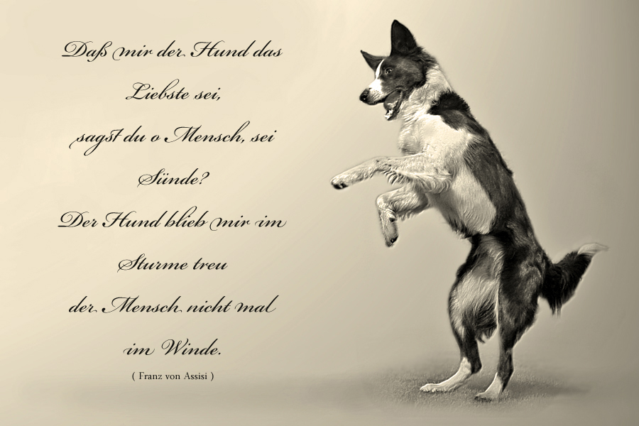 der hund