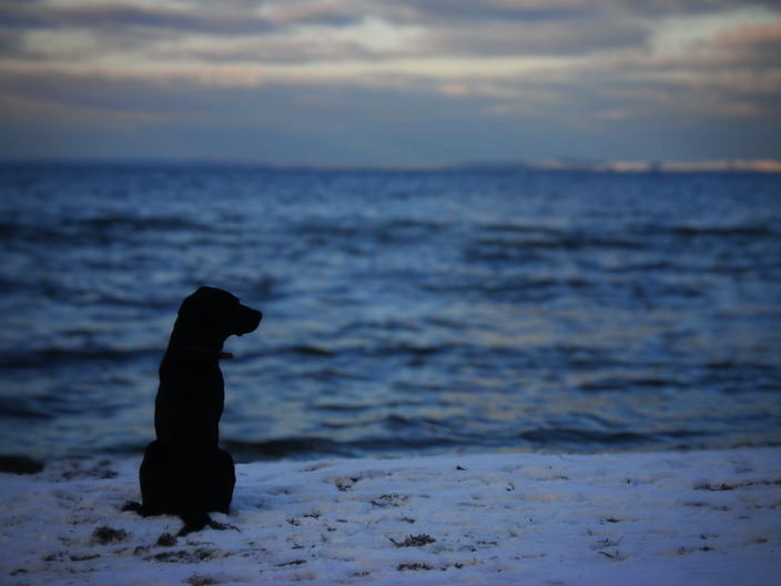 Der Hund am Meer (Hommage an Caspar David Friedrich)