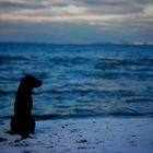 Der Hund am Meer (Hommage an Caspar David Friedrich)