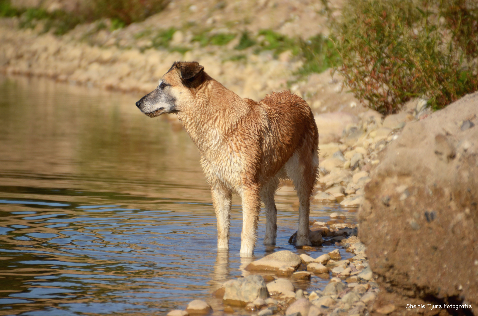 Der Hund am See