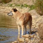 Der Hund am See