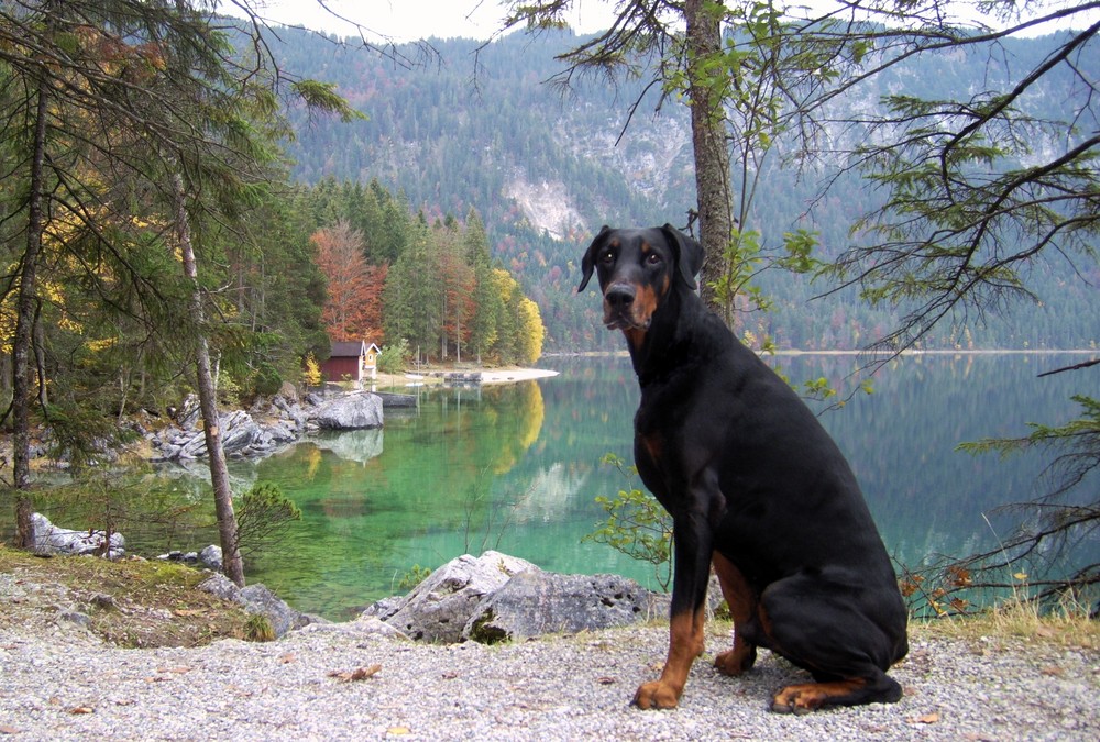 Der Hund am See