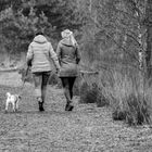 Der Hund braucht Bewegung - der Mensch natürlich auch!