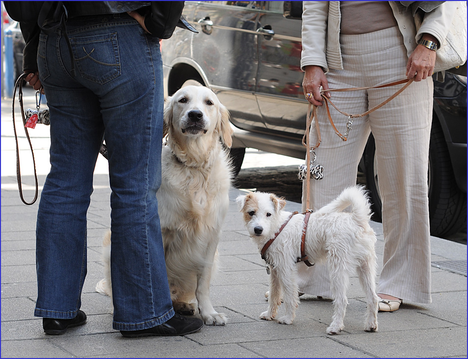 Der Hund denkt, der Mensch lenkt.