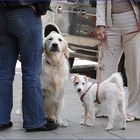 Der Hund denkt, der Mensch lenkt.