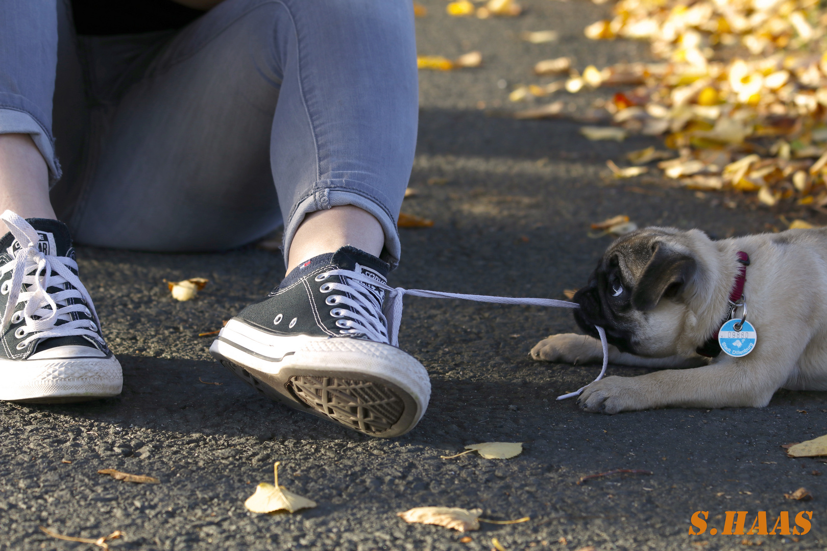 Der Hund der Bbeste Freund des Menschen