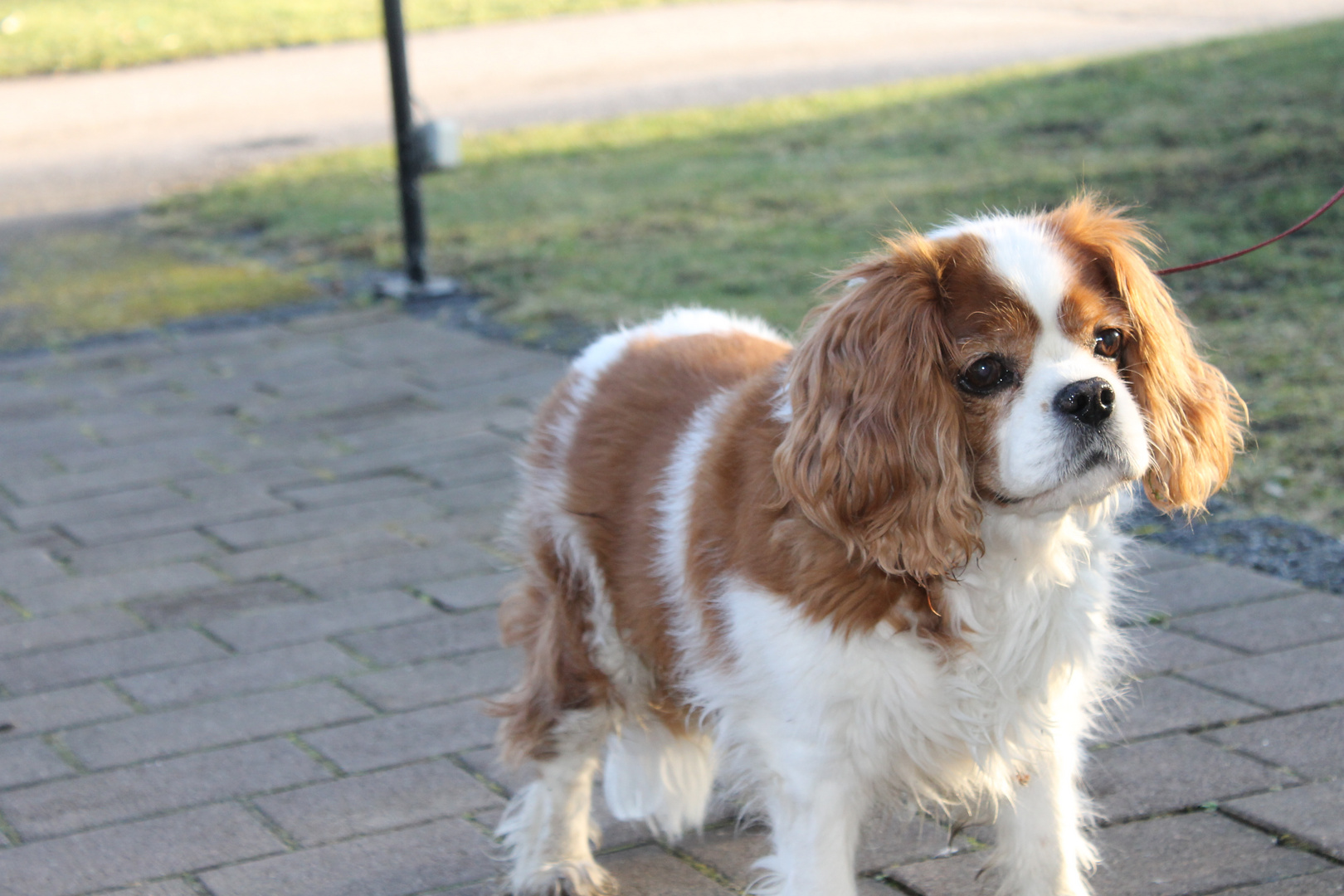 Der Hund - Der beste Freund des Menschen