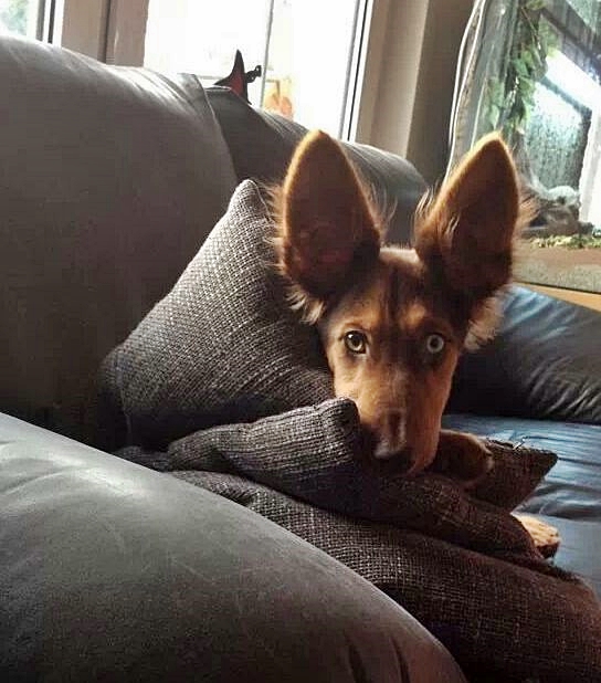 Der Hund, der denkt er wäre Batman :-)