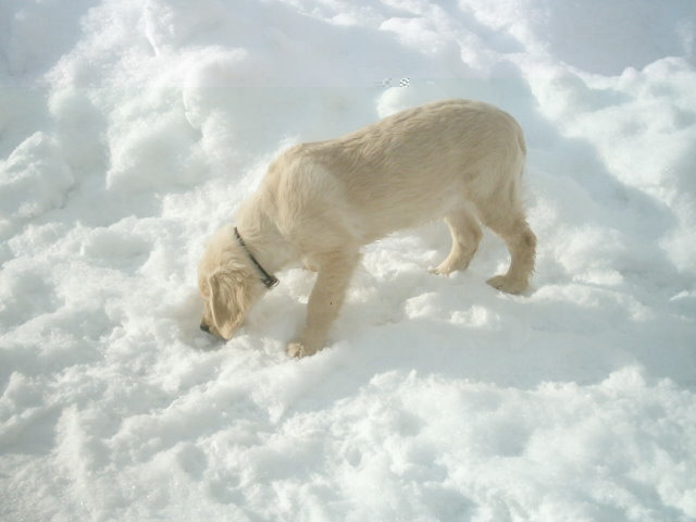 Der Hund der in den Wolken schwebt