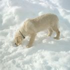 Der Hund der in den Wolken schwebt