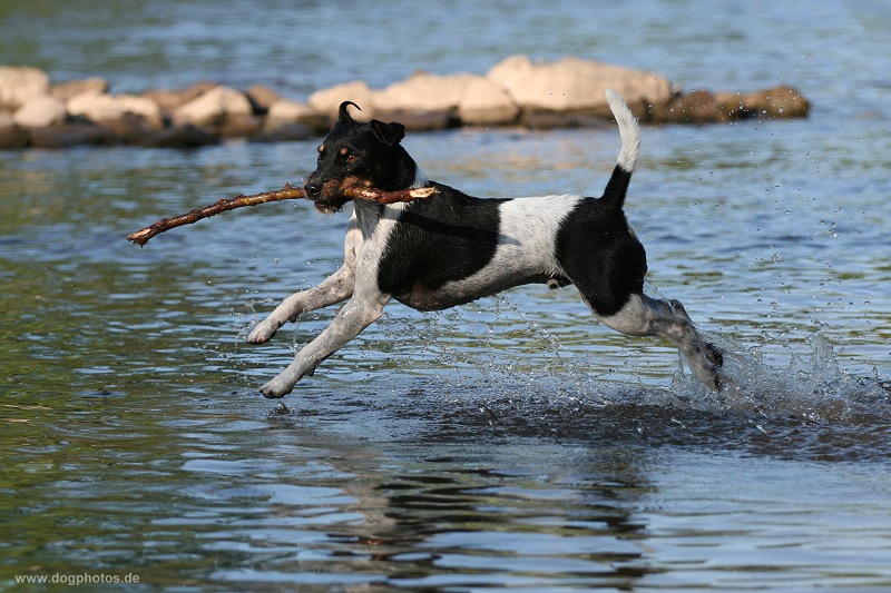 Der Hund, der über das Wasser tanzt...