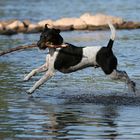 Der Hund, der über das Wasser tanzt...