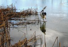 Der Hund, der übers Wasser ging... :-))