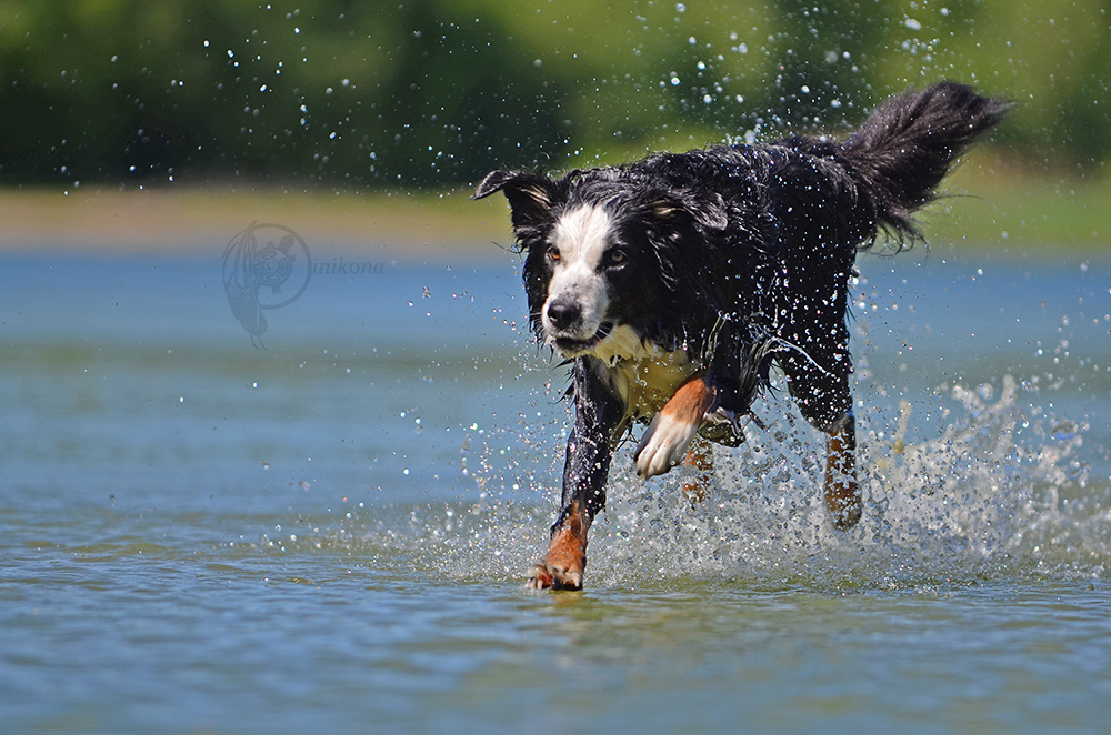 Der Hund, der übers Wasser läuft Foto & Bild tiere, haustiere, hunde