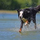 Der Hund, der übers Wasser läuft