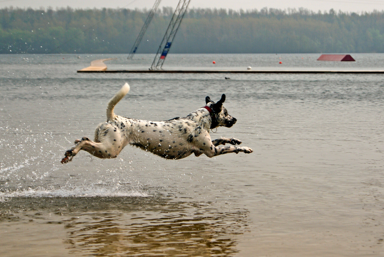 Der Hund der übers Wasser lief