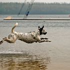 Der Hund der übers Wasser lief