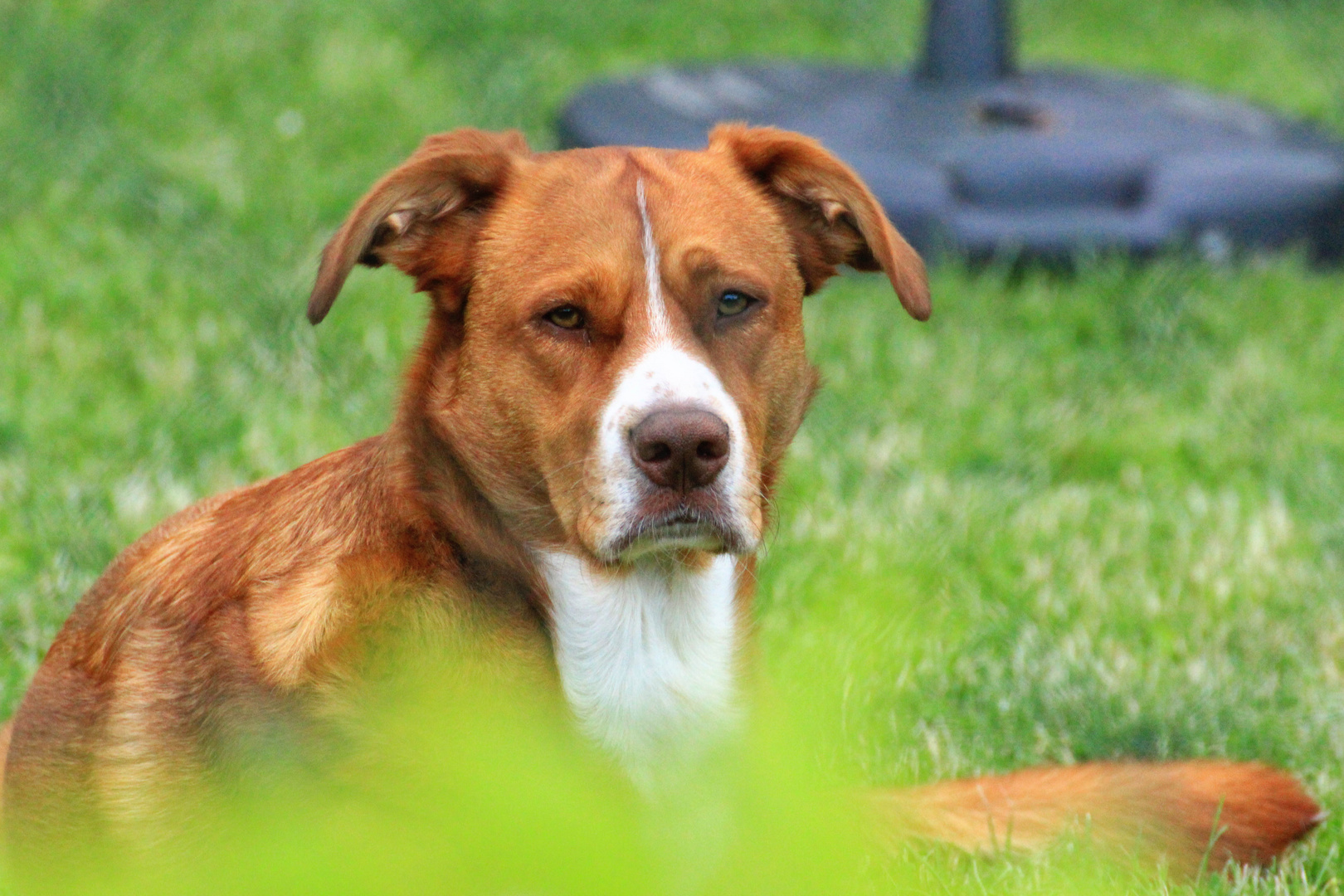 Der Hund des Nachbarn ganz ruhig und entspannt!!