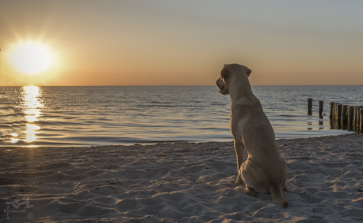 Der Hund. Durch und durch romantisch.