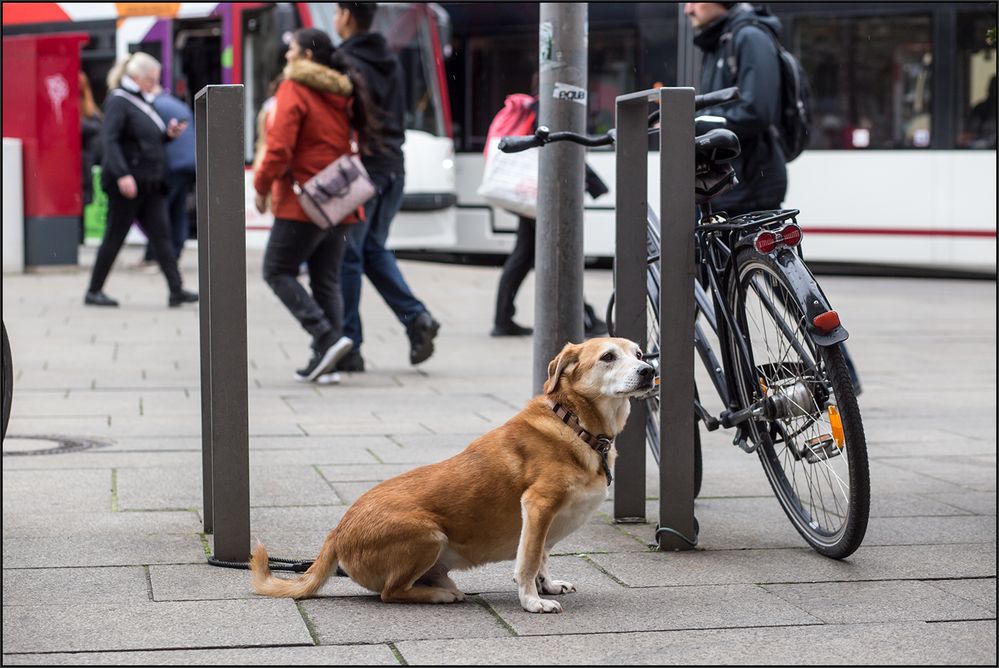 Der Hund