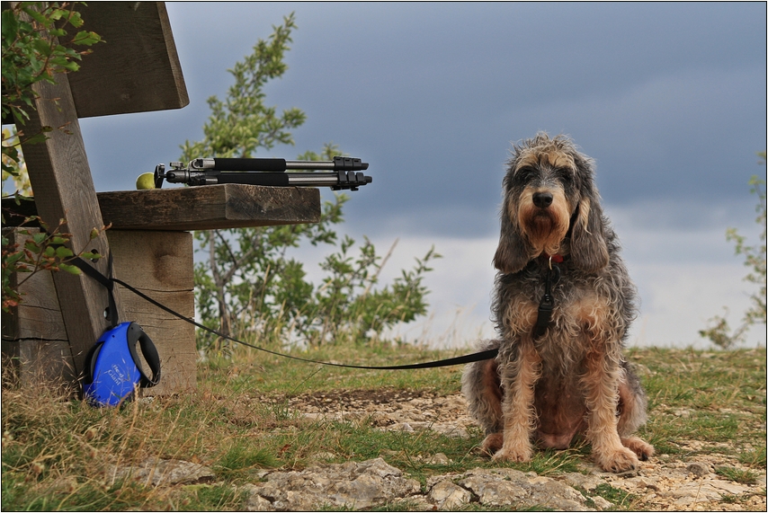 Der Hund eines Fotografen ...