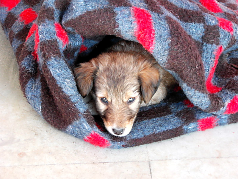 der Hund fürs Herz