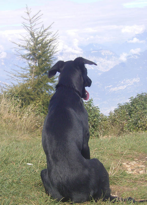 Der Hund genießt und schweigt...