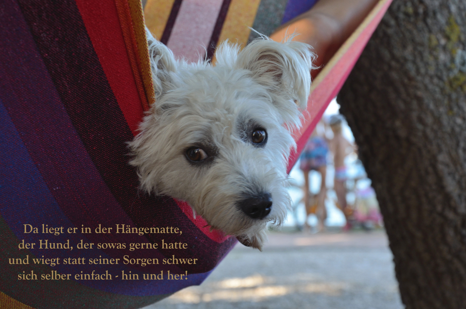 Der Hund groovt