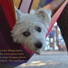 Der Hund groovt