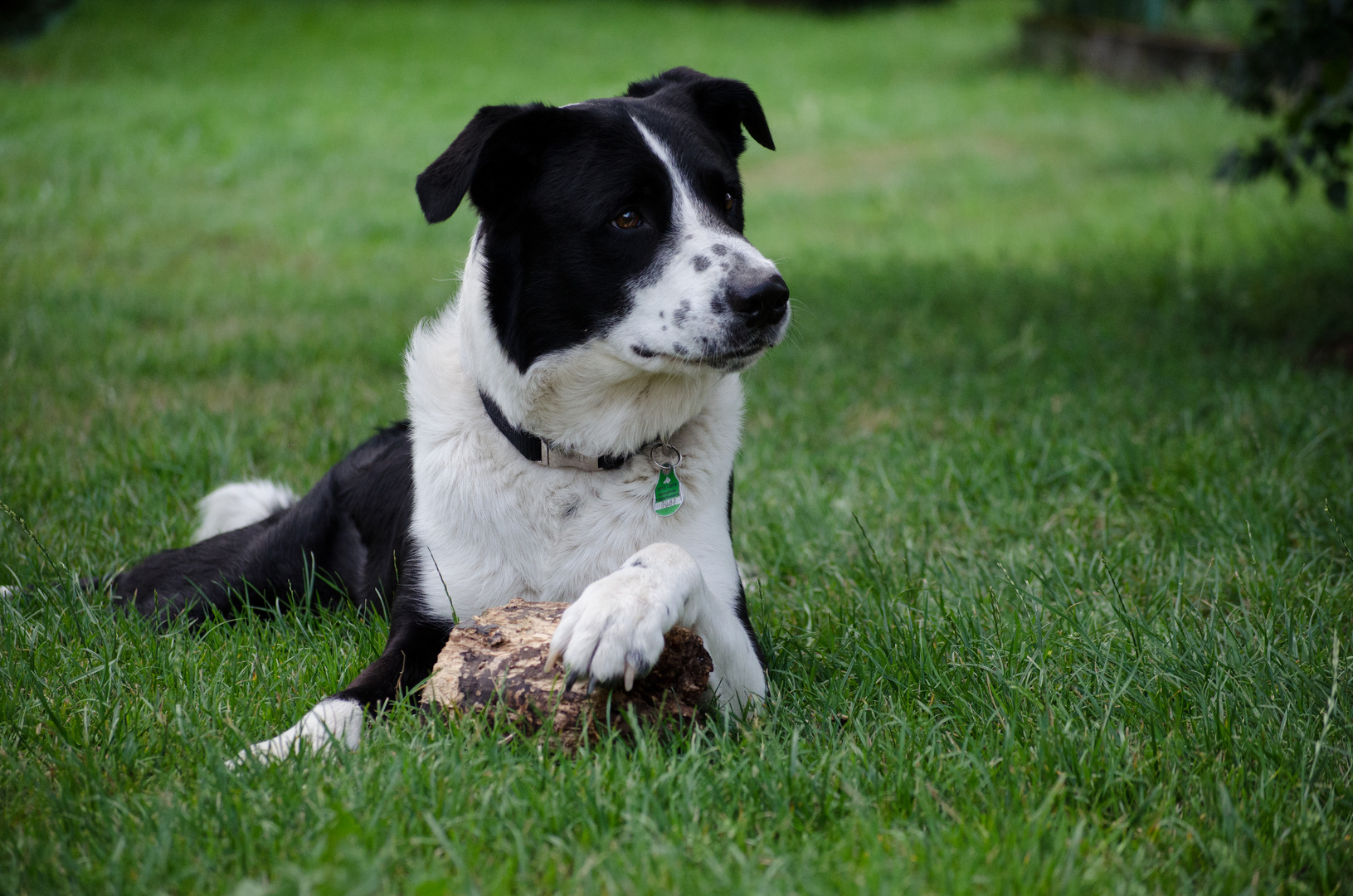 Der Hund hat im Leben ein einziges Ziel, sein Herz zu verschenken.