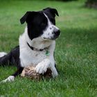 Der Hund hat im Leben ein einziges Ziel, sein Herz zu verschenken.