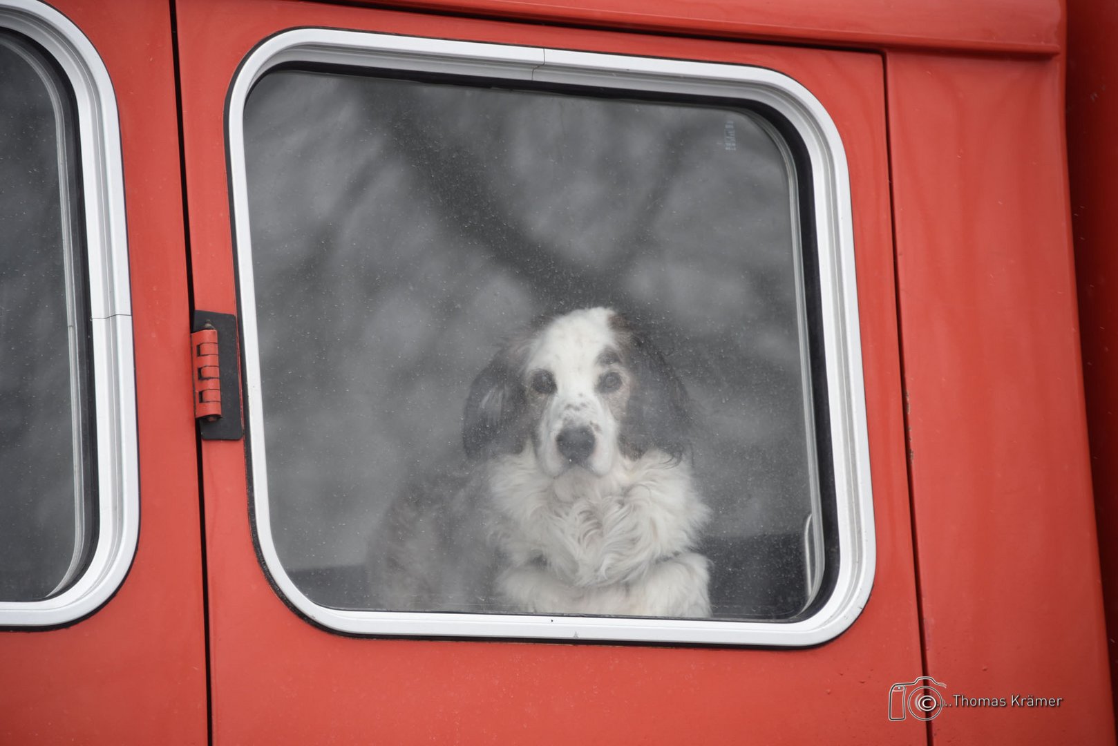 Der Hund hinter dem Fenster -DSC_0026