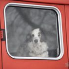 Der Hund hinter dem Fenster -DSC_0026