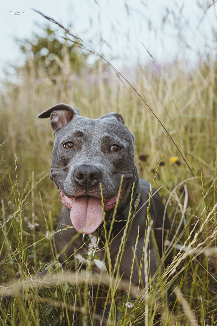 Der Hund im Gras 