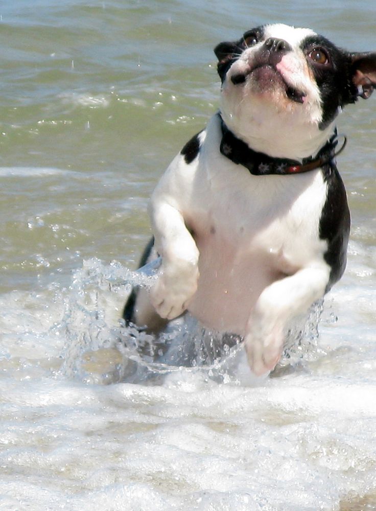 Der Hund im Meer