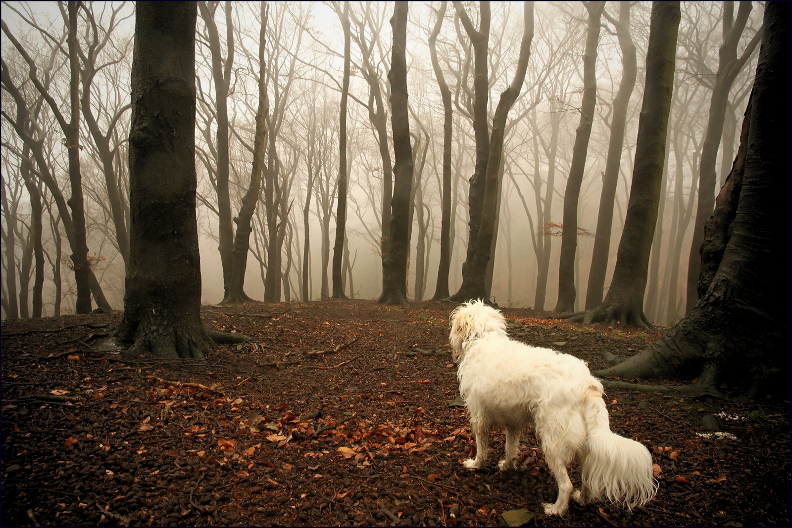 der hund im nebelwald