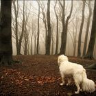der hund im nebelwald