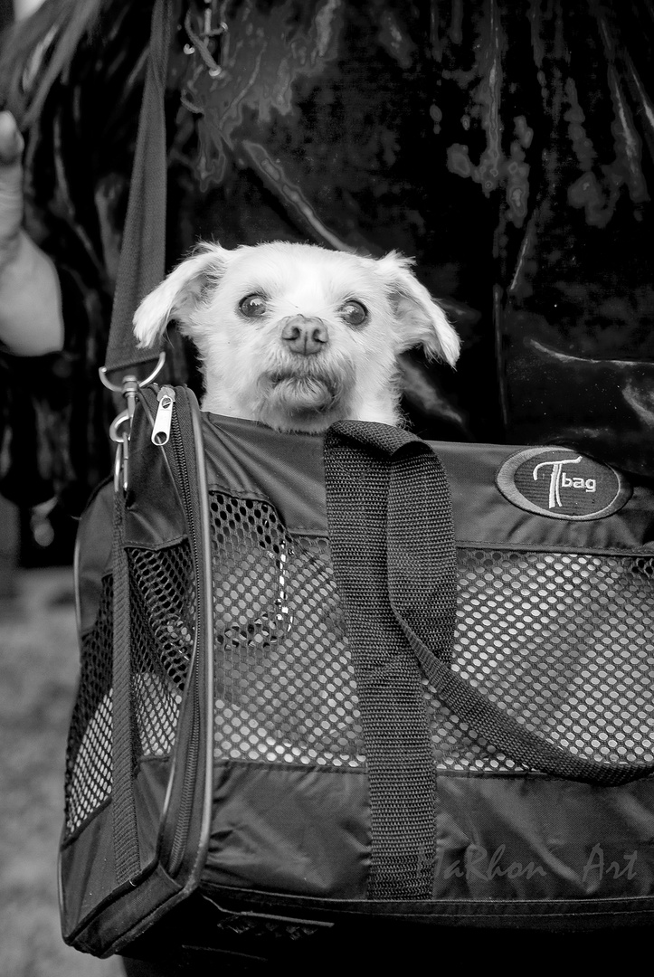 der Hund im Rucksack