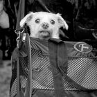 der Hund im Rucksack