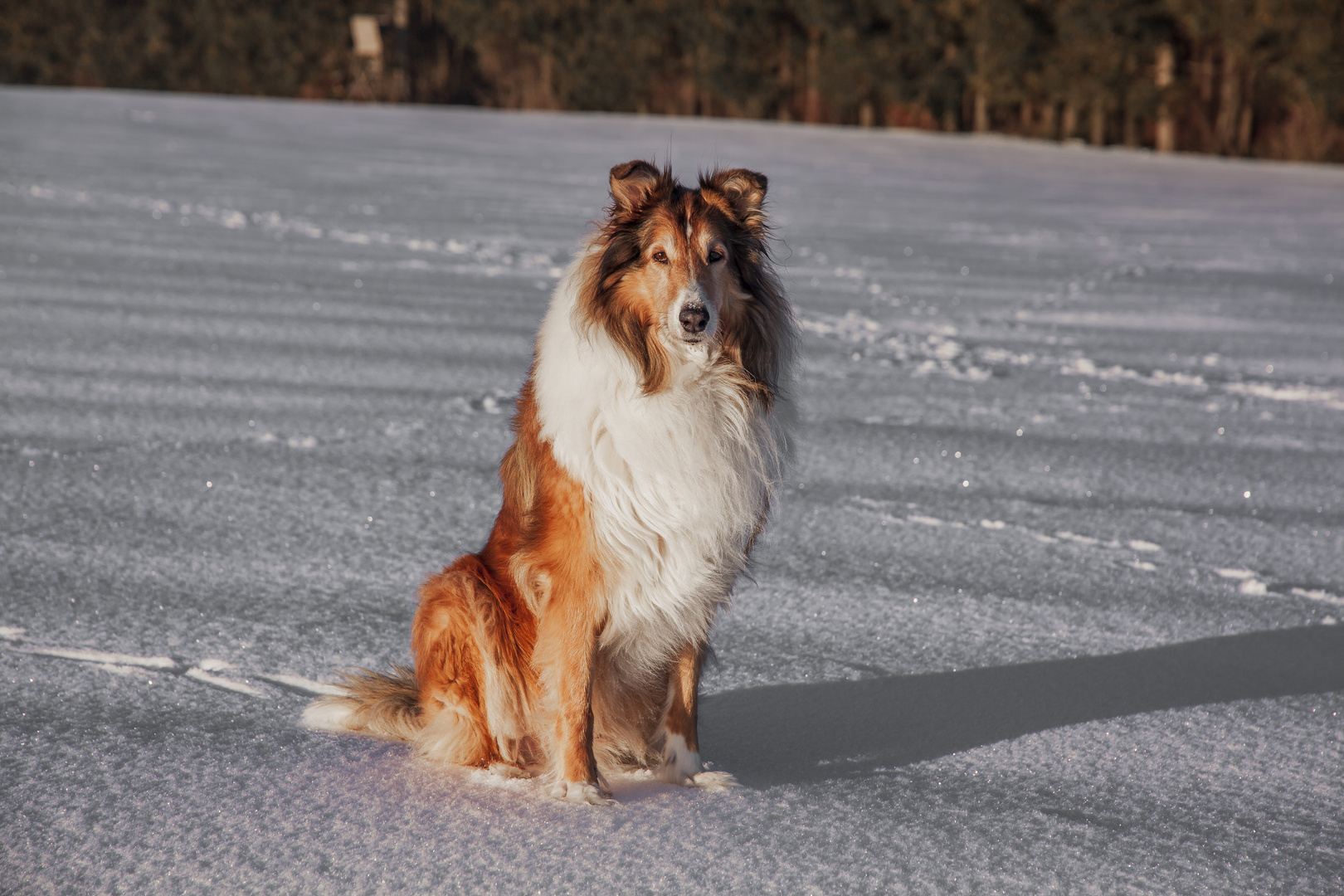 Der Hund im Schnee