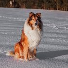 Der Hund im Schnee